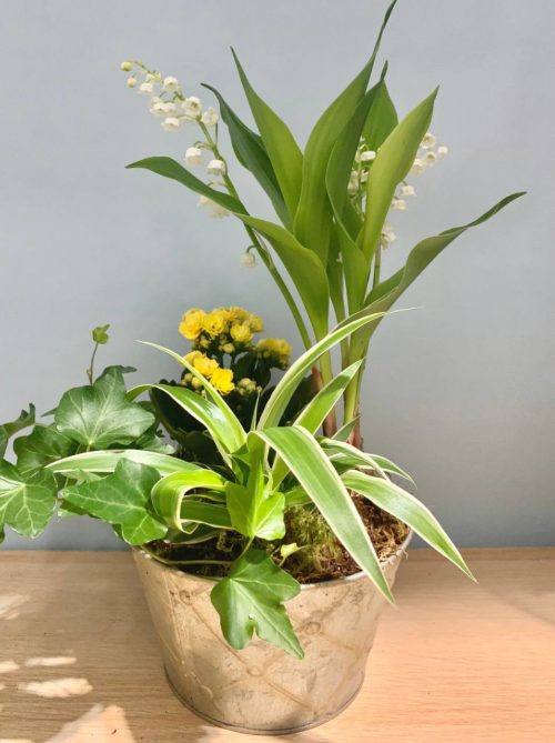 Coupe de Plantes – Image 2
