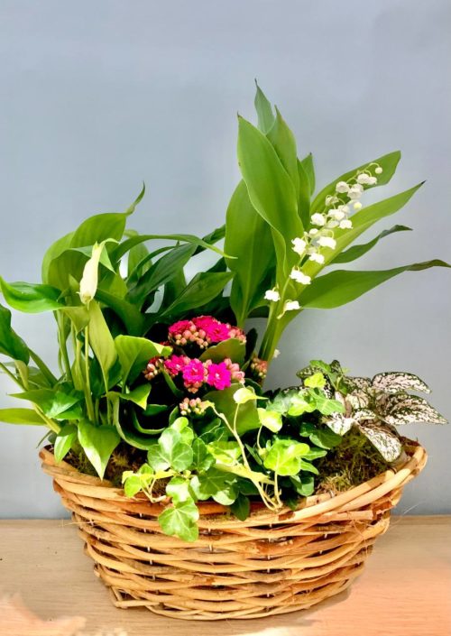 Coupe de Plantes – Image 4