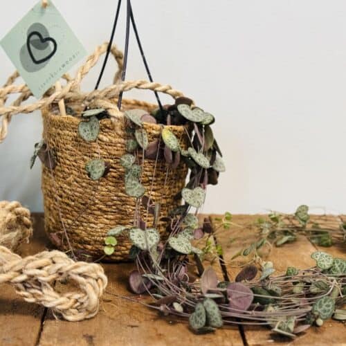 Ceropegia Woodii, plante retombante aux feuilles en forme de cœur dans un pot suspendu en jute