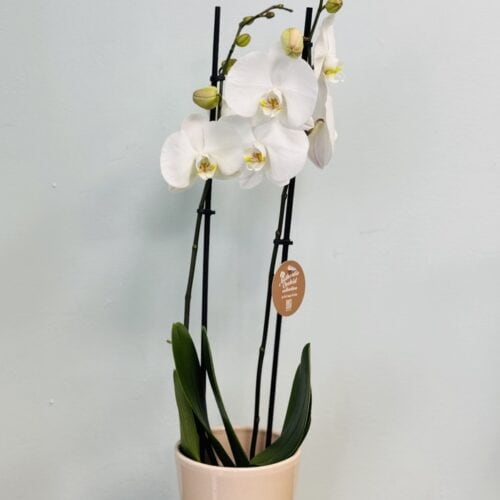 Orchidée blanche en pot décoratif – symbole de pureté et d’élégance
