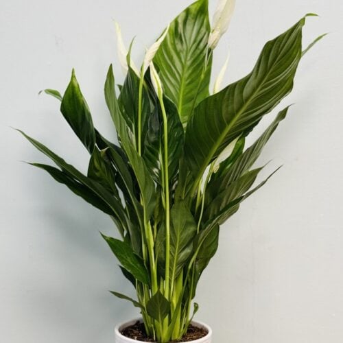 Spathiphyllum Fleur de lune en pot blanc, plante d’intérieur aux fleurs blanches élégantes.