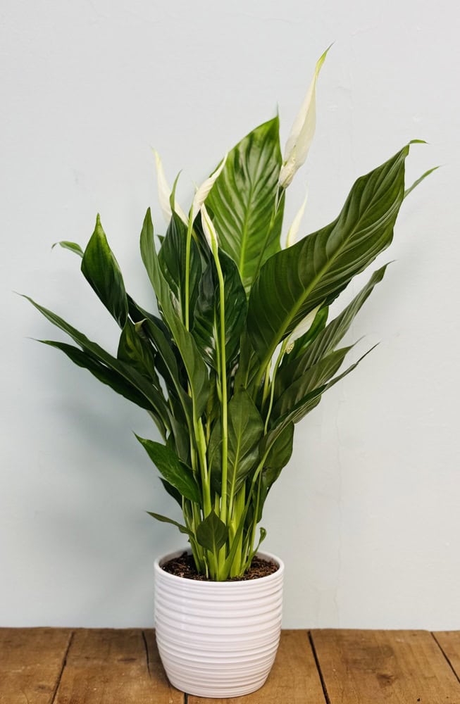 greenstalk planters 5 Tier GreenStalk Original Vertical Planter | Stunning Stone (Basic Te main image 0
