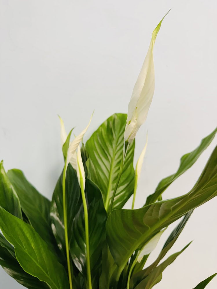 Gros plan sur les fleurs blanches du Spathiphyllum Fleur de lune.